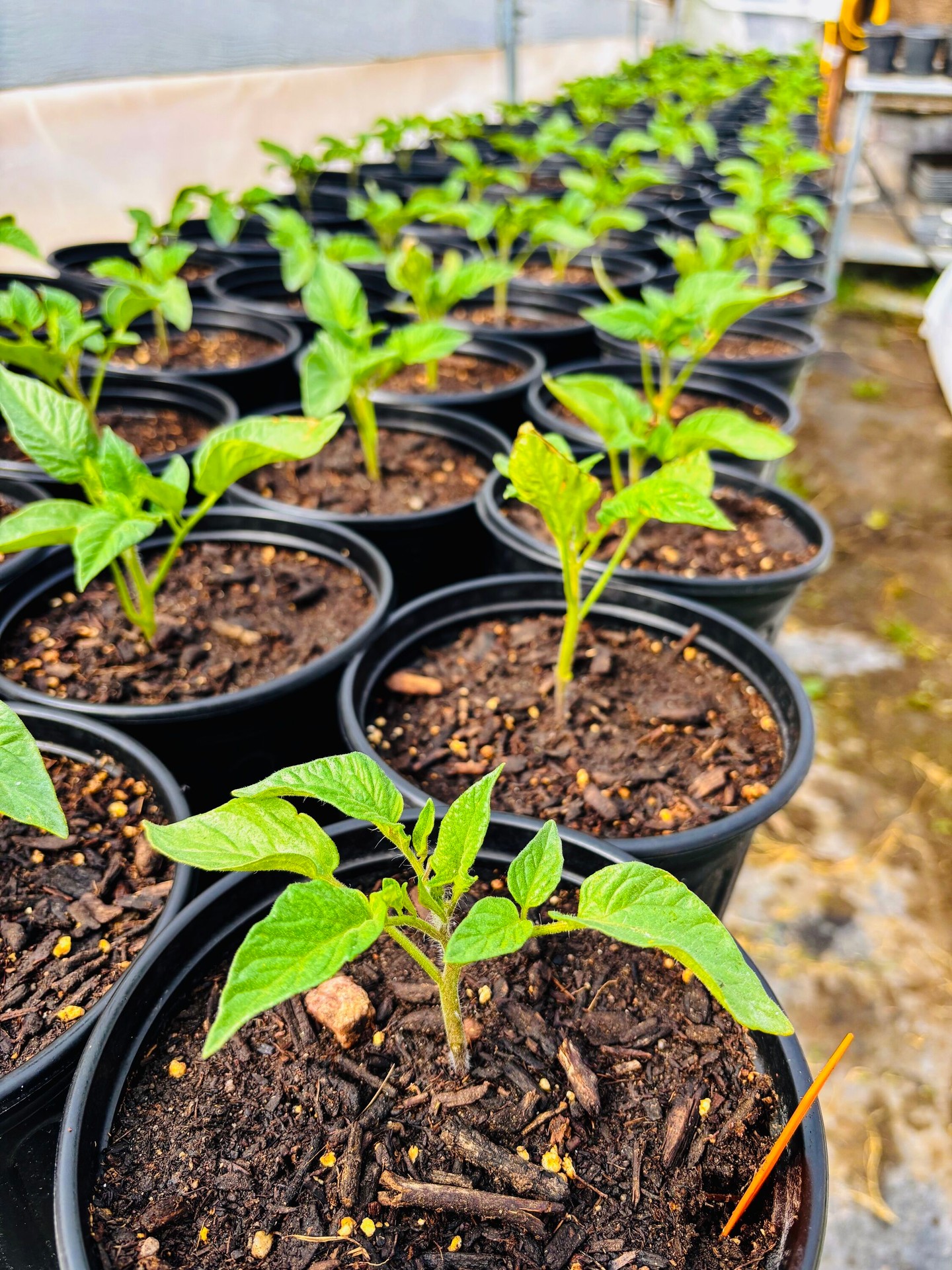 We take care of these babies from seed with good soil, nutrients, water, and lots of love…