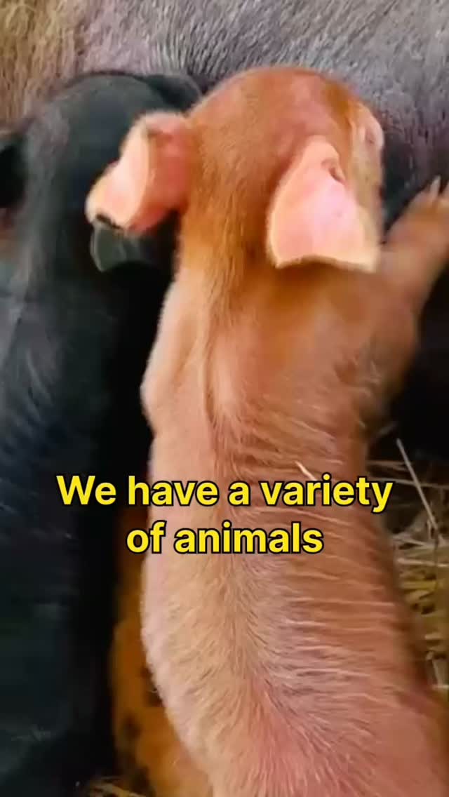 🐐🐴🐔🐄 ❤️