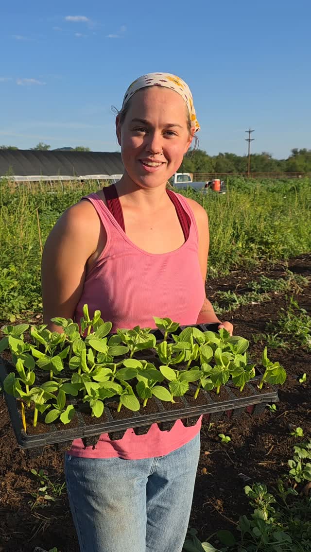 Planting Cucumbers!